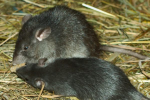 Phoenix Rat Control, Scottsdale Rat Control, Rat treatment, Rat Birth control
