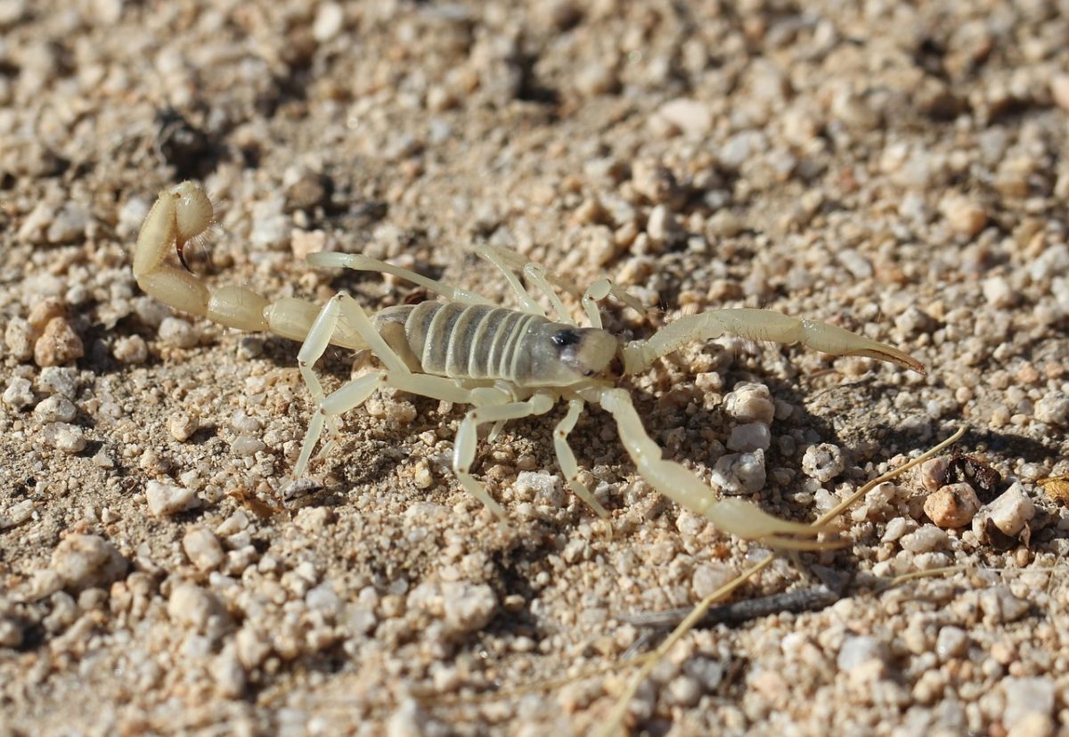 Giant-hairy-scorpion
