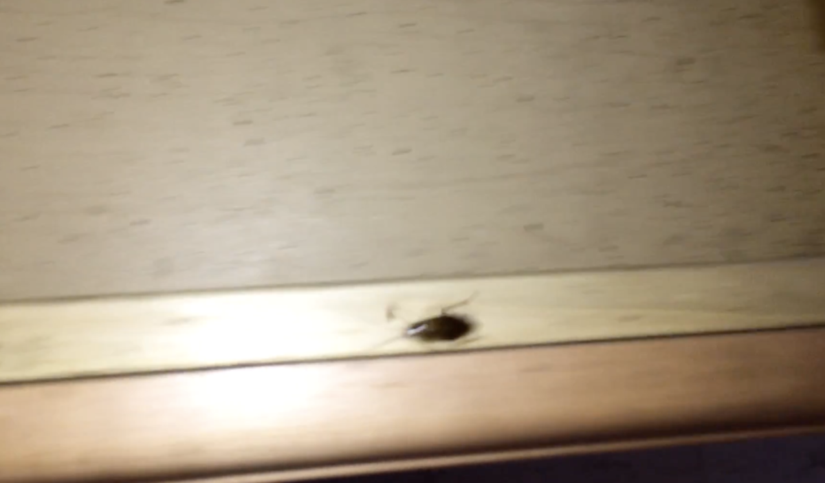 German-Cockroach