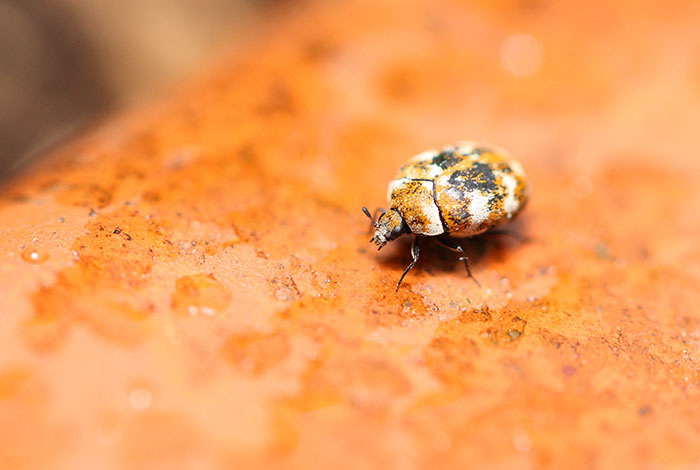 Black Carpet Beetle Pest Control Phoenix AZ