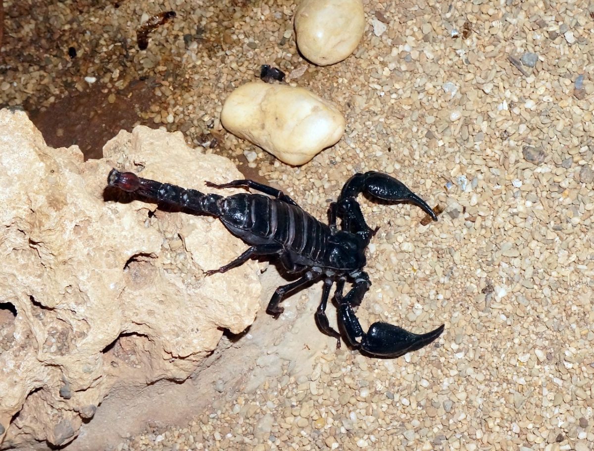 Black-Scorpion