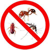 Natural-approach-to-pest-treatment