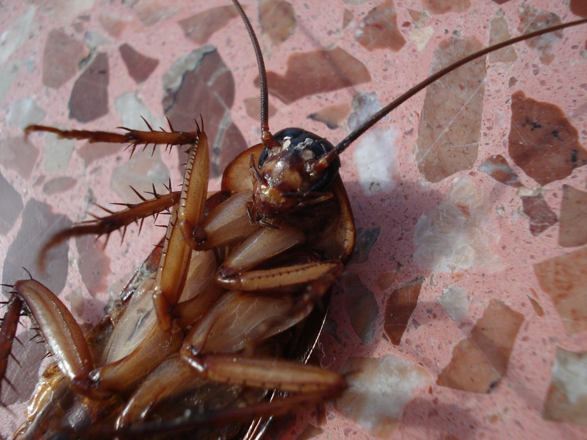 Cockroach Infestation Control