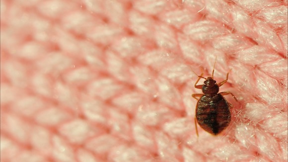 Bed-bug-on-a-bed