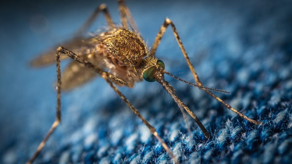 Giant mosquitoes at home