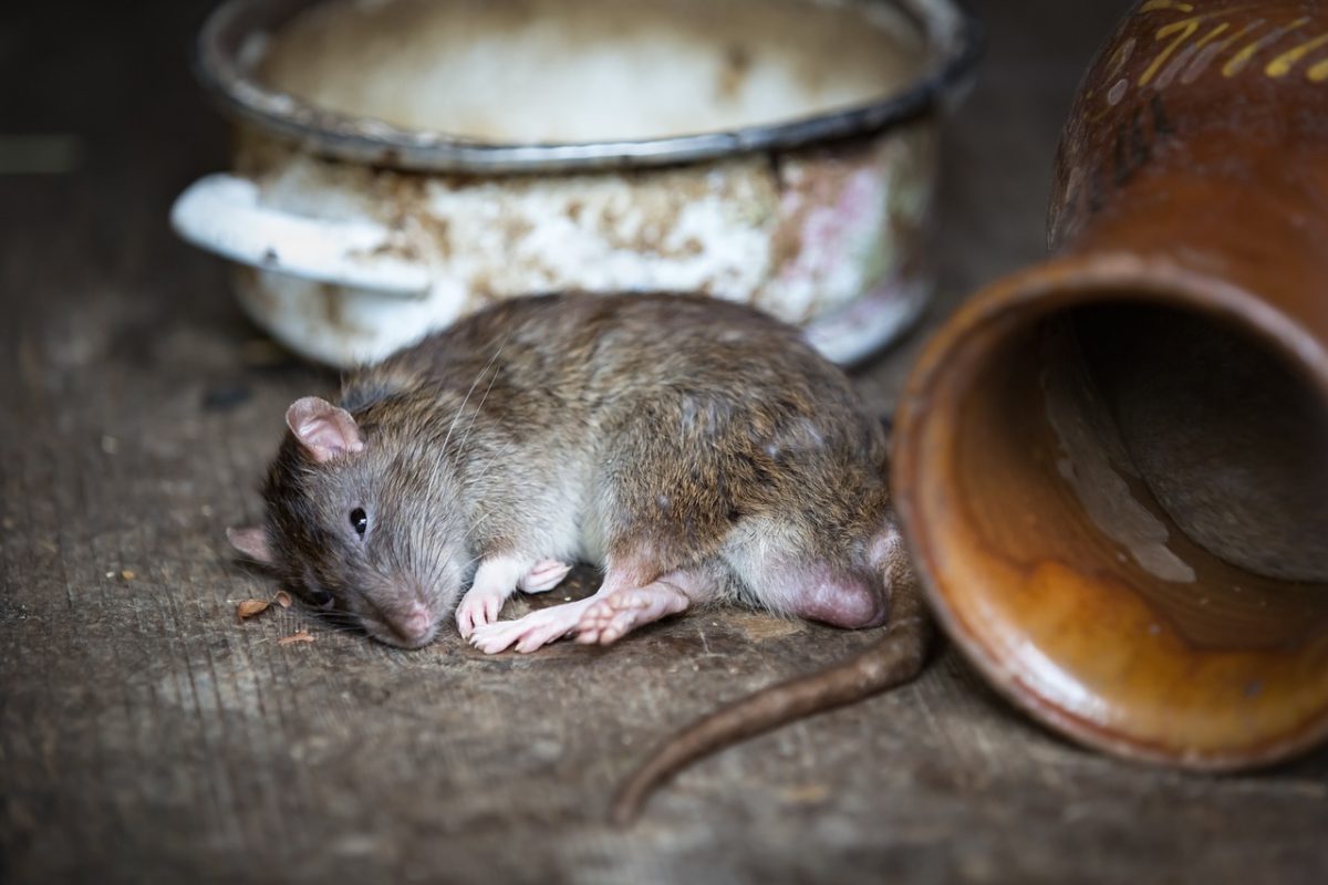 Rat one of the 4 Pests That Carry Diseases