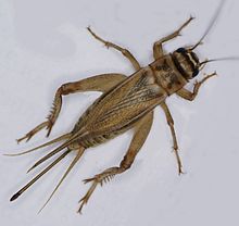 Phoenix Pest Control Scottsdale Pest Control