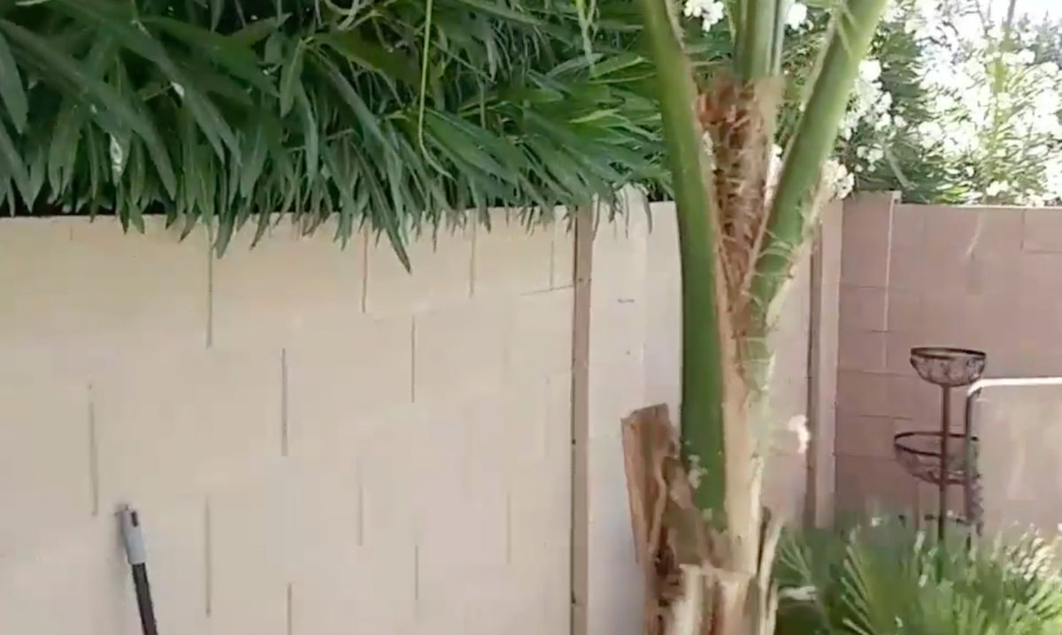neighbors breeding bugs