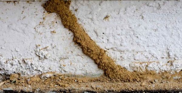 Mud-Tubes-Termite-Signs-Termites-Eat-and-Live-in-Grass