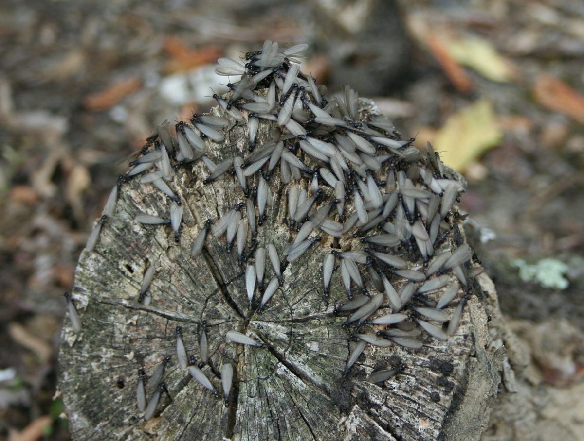 Action Termite Treatment Phoenix wood destroying insects