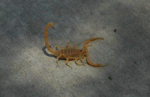 Scorpions will be Bad this year