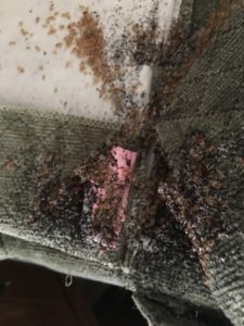 Cheap And Effective Bed Bugs Treatment
