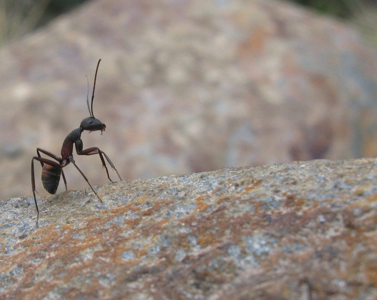How-to-get-rid-of-ants-hills-permanently-from-home