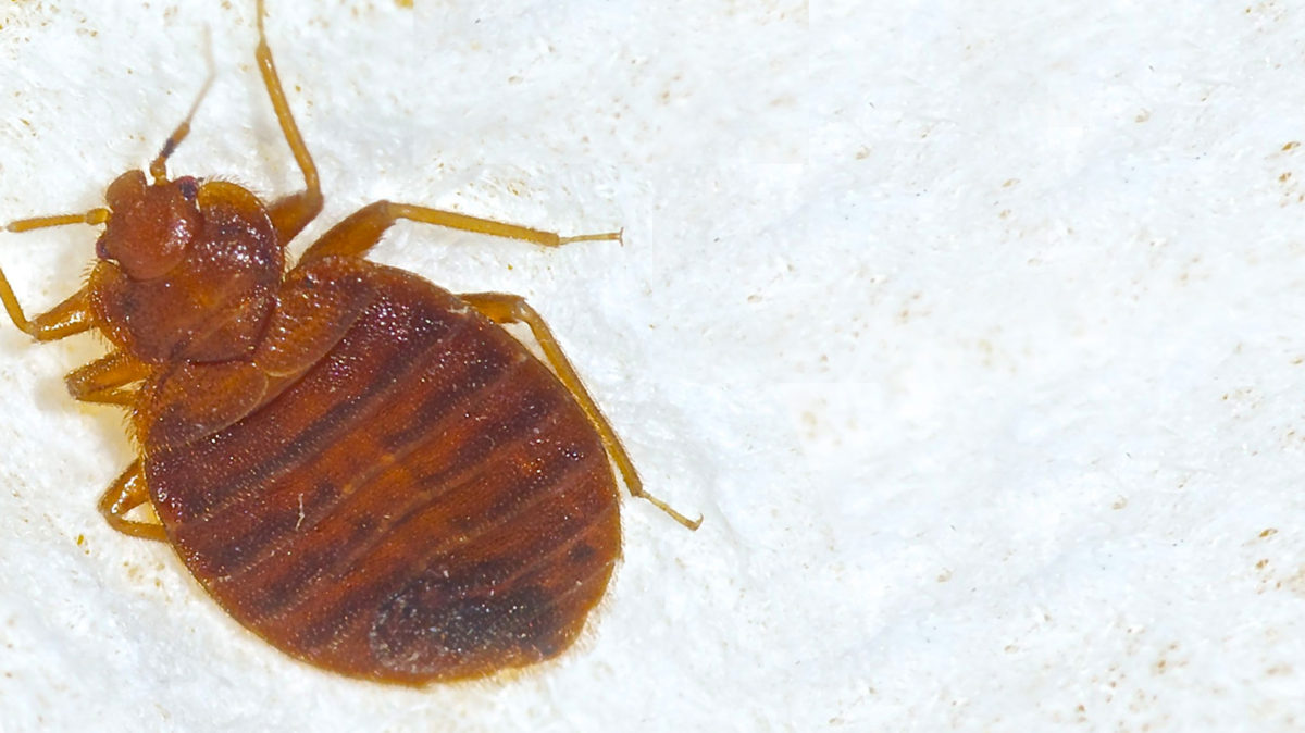 Bed bugs life cycle