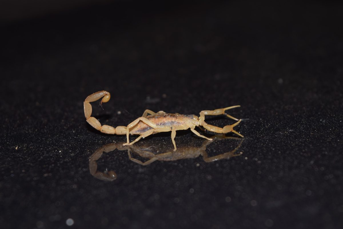 Get Rid of Scorpions in Your Fence