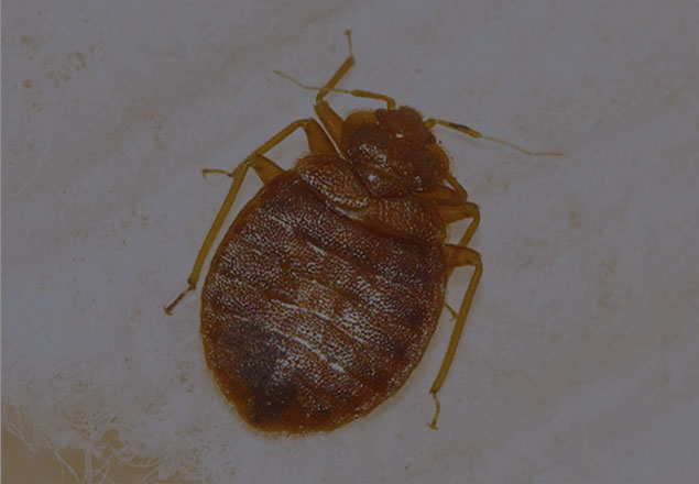 Bed-Bugs-Removal-Services-In-Phoenix