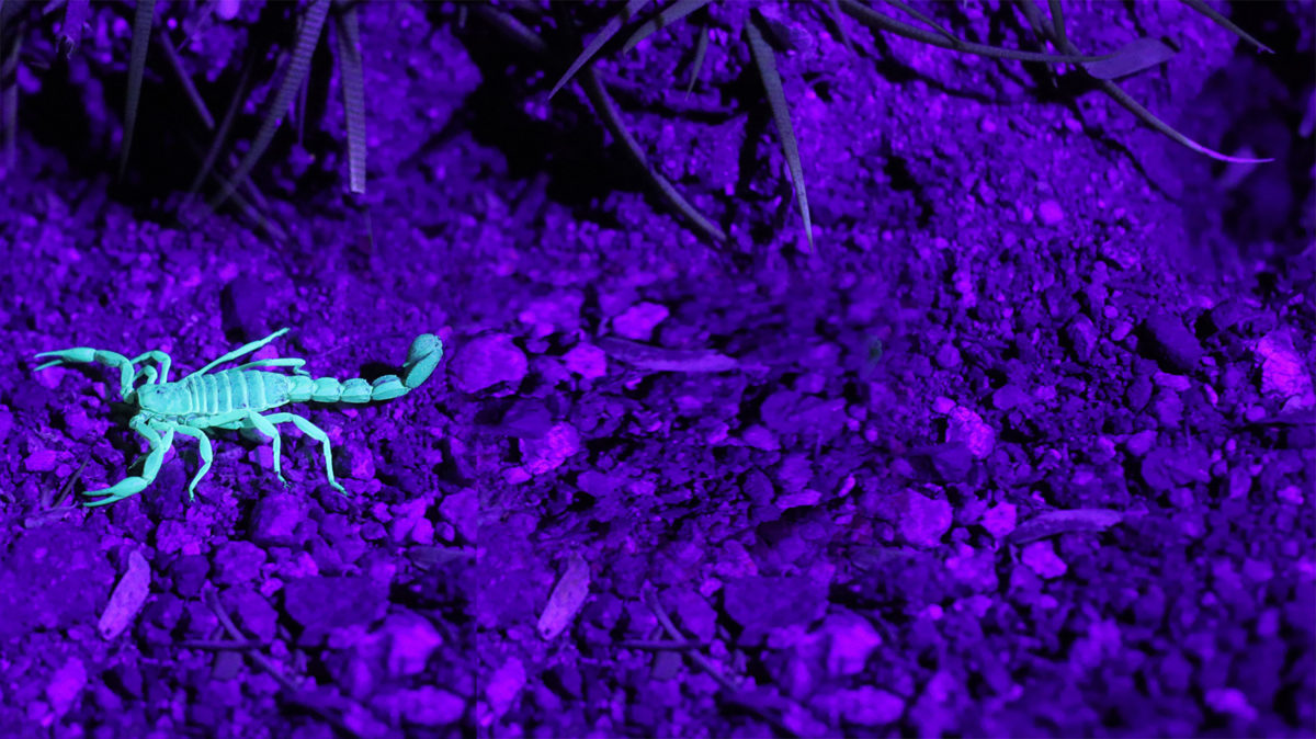 Scorpion-nighttime-view