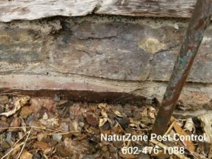 Termite-treatment-into-an-Ant