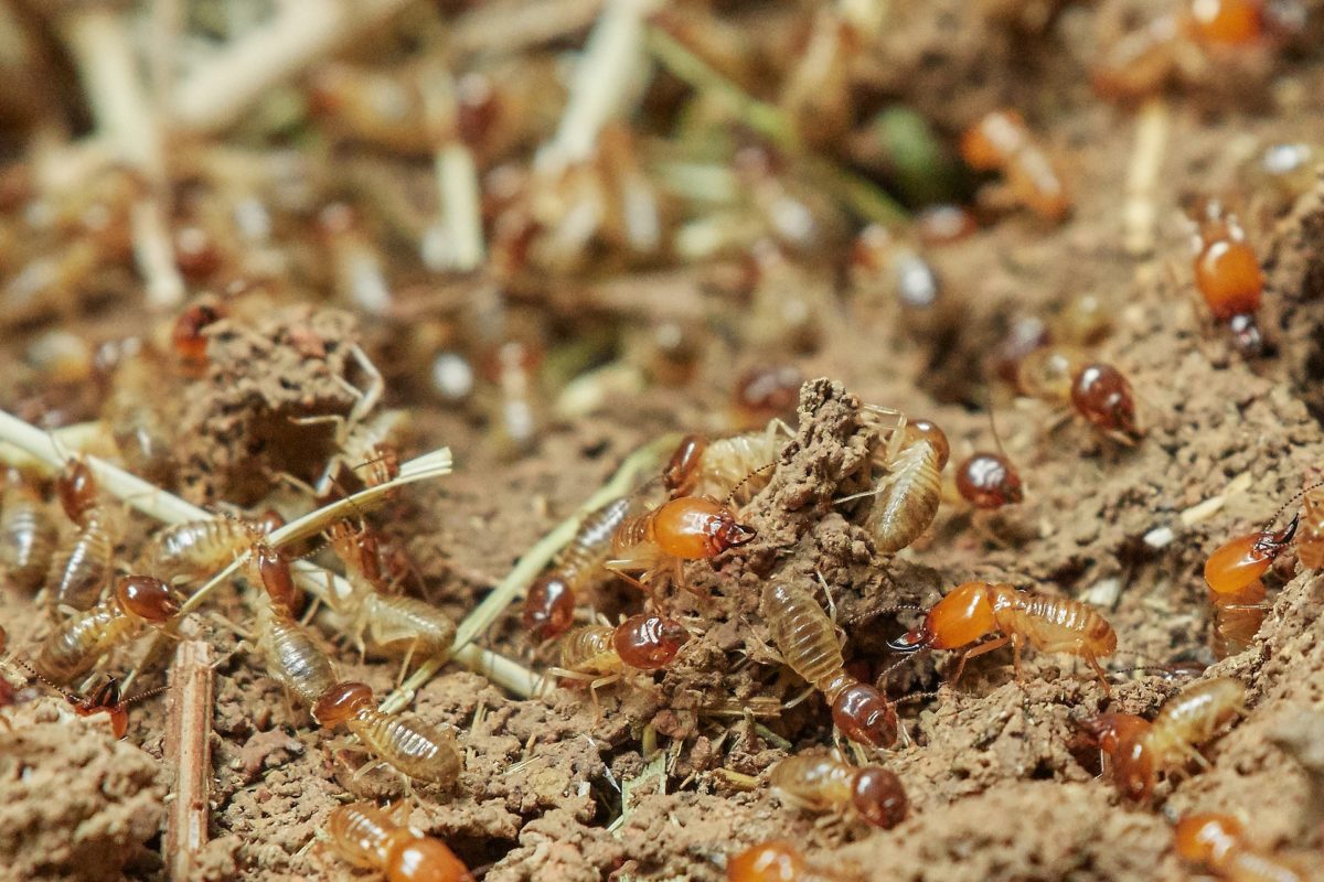 Inviting termites to eat your home