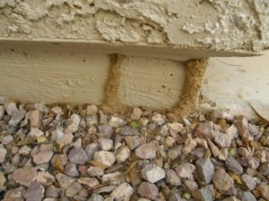 Subterranean-Termite-shelter-tubes-on-a-home-foundation